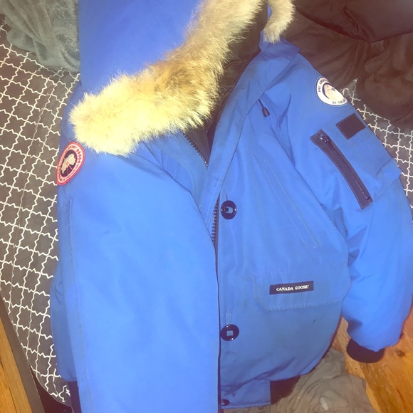 Canada goose - Picture 1 of 7